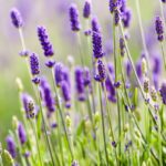 Lavender for hair care