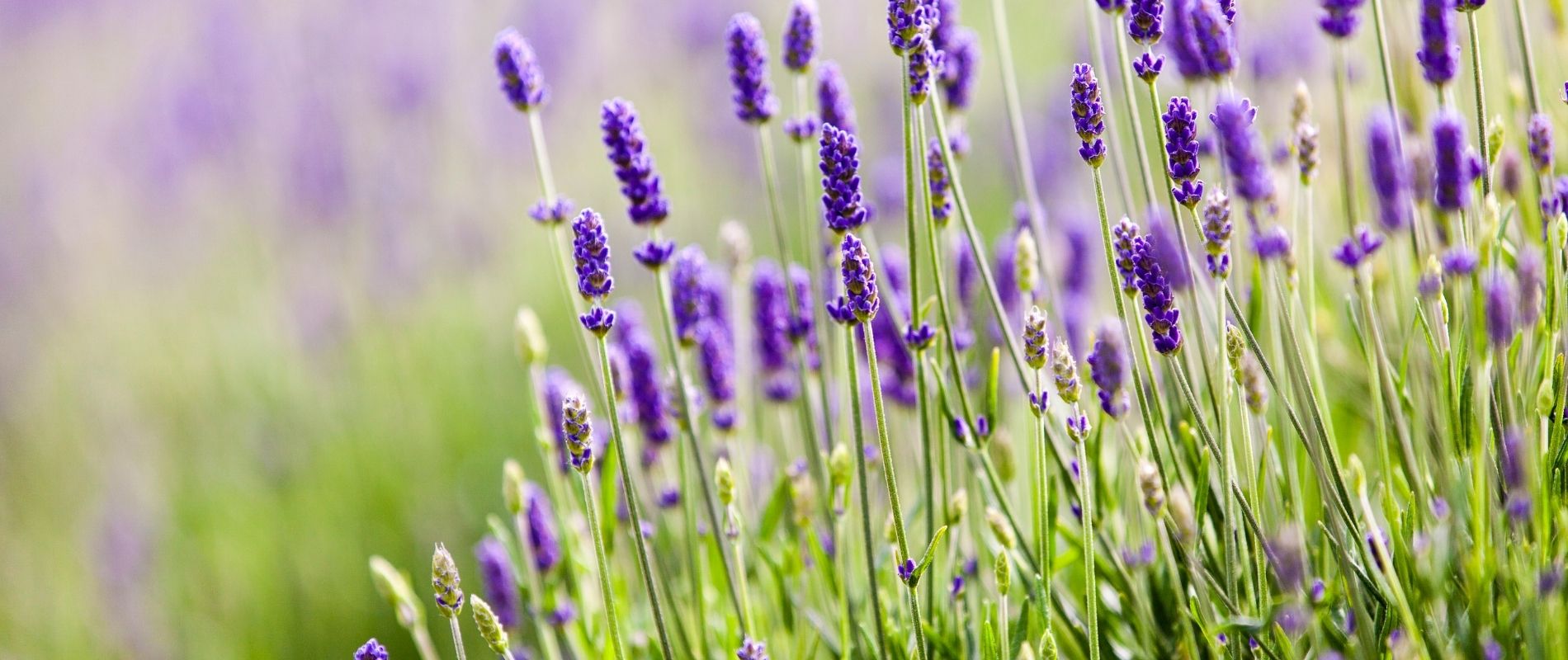 3 Benefits of Lavender Oil and How You Can Use it in Your Hair Regimen